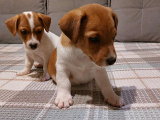 Vând căței jack russell terrier, născuți la 15 august. Or. Soroca foto 2
