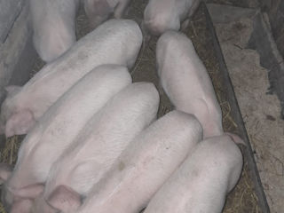 Porci. foto 3