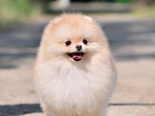 Pomeranian-FCI(Pedegree) Гранд Чемпион Молдовы foto 3