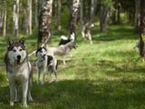 Кобель хаски для вязки siberian husky(закрыты четыре титула по FCI) foto 3