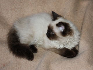 Чудесный красавец  пушистый невский маскарадный котенок. foto 3