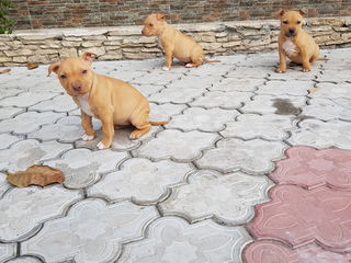 Vînd căței de pitbull foto 3