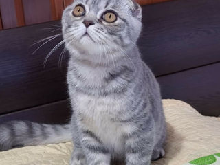 Scottish fold foto 1