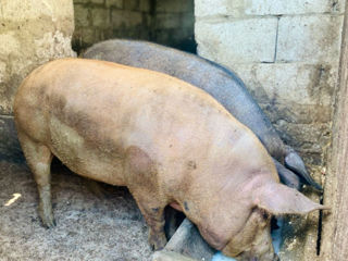 Porci de casă 100kg 55 lei