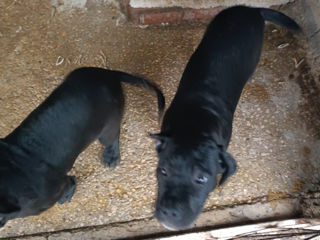 Cane corso