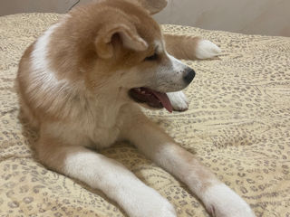 Akita inu - mascul / Акита ину - мальчик  фото 7