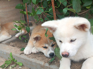 Akita inu foto 5