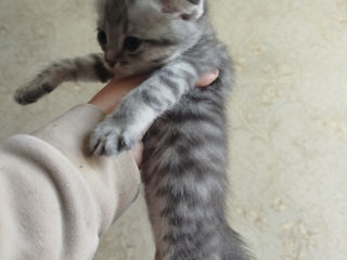VAND PISICI foto 5