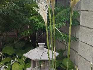 Cortaderia foto 1