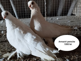 Vînd uzbeci și armaviri foto 5