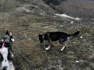 O dau în mâini bune foto 5