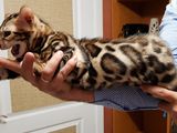 Котята Bengal - Бенгалы от производителей с чемпионским титулом. Питомник с 10 летним стажем. foto 7