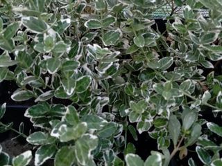 Euonymus (Бересклет вариегатный) foto 2