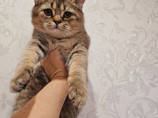 Уникальные Scottish Fold&Straight, котики и кошечки foto 2