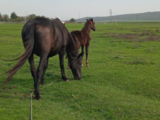 Vand iapa foto 6