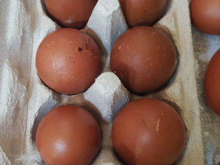 De vinzare oua de incubat .Marans 30lei un ou.