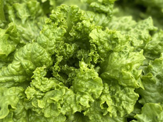 Salată verde naturală bio 5 lei/buc