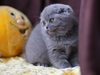 Motanel scottish fold-Вислоухий котик. foto 5