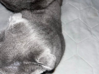 British Shorthair Blue -Вязка с британцем foto 9