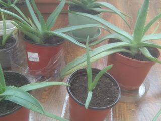 Aloe vera, dupa trei ani, si pina la trei ani, flori pentru casa, oficiu foto 1