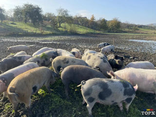 Porci , sunt și scroafe a fata. foto 1