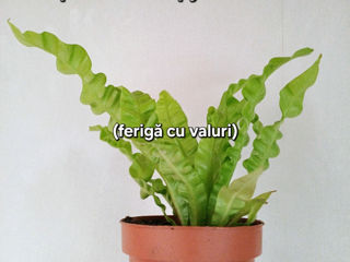 Plante de cameră, adaptate, crescute cu foto 2