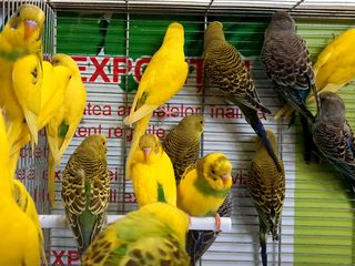 Доставка. Птенцы волнистых попугаев - pui de papagali perusi foto 2