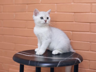 British Shorthair silver chinchilla . foto 5