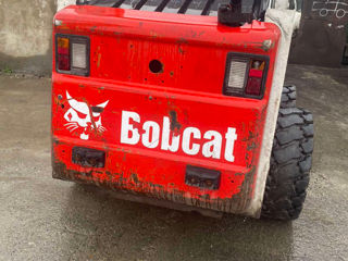 Bobcat foto 3