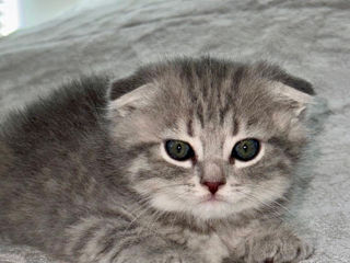 Motănei Scottish Fold foto 3