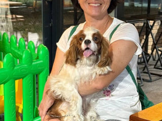 Кавалер чарльз кинг спаниель Cavalier King Charles Spaniel foto 4