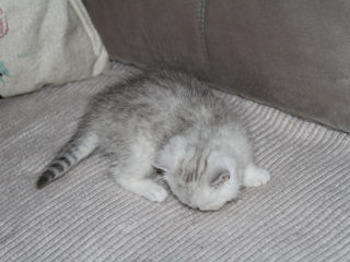 Pisica / Pisoi British Shorthair Chinchilla de Vânzare  foto 1