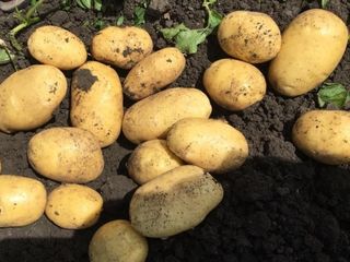Коломбо Картофель Характеристика Фото