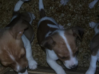 Jack russel foto 4