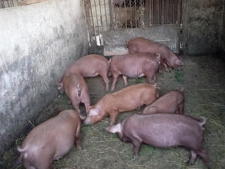 Vînd purcei rasă duroc  foto 2