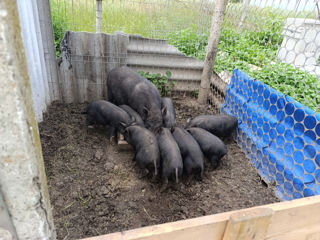 Se vind porci!! foto 3