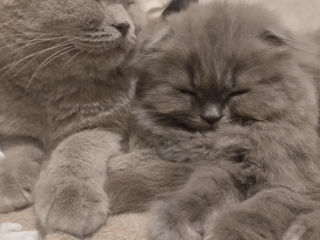 Котёнок Scottish fold. foto 5