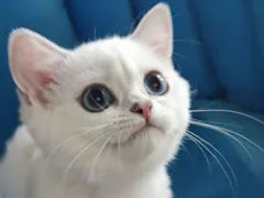 Серебристые , синеглазые британские  котики от титулованных родителей. foto 5