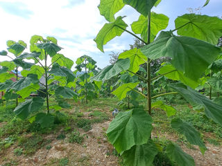 Butasi / Puieti / Drajoni - Paulownia Shang Tong foto 7