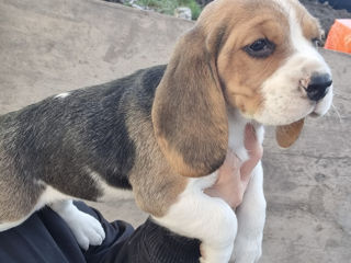 Catelusa beagle tricolor rasa pura foto 5