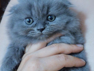 Pui de pisică Scottish fold/straight foto 4