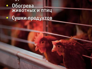 Becuri IKZ,лампы для обогрева птиц,животных Е27-25W,40W,60W,75W,100W,250W foto 3
