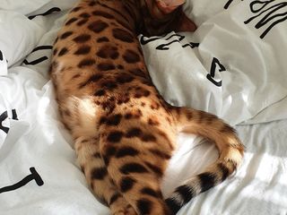 Леопард Кошка Фото