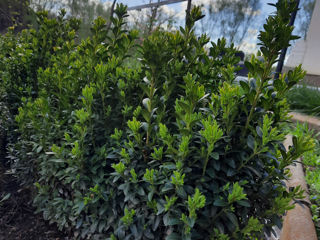 Tufari decorativi Buxus