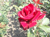 Vind trandafiri foto 5