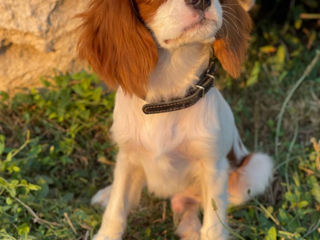 Cavalier King Charles Spaniel foto 6