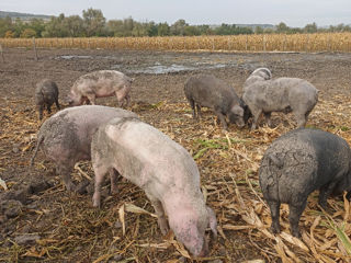 Vindem porci mari rasă de carne 50 lei kg viu foto 3