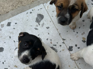 Pui Jack Russell Terrier (metis) de vânzare  foto 2