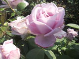 Vind trandafiri foto 6