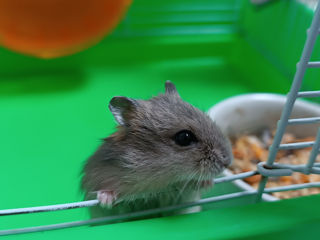 Hamster хомячки foto 2